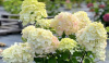 Гортензия метельчатая Роял Флауэр р12